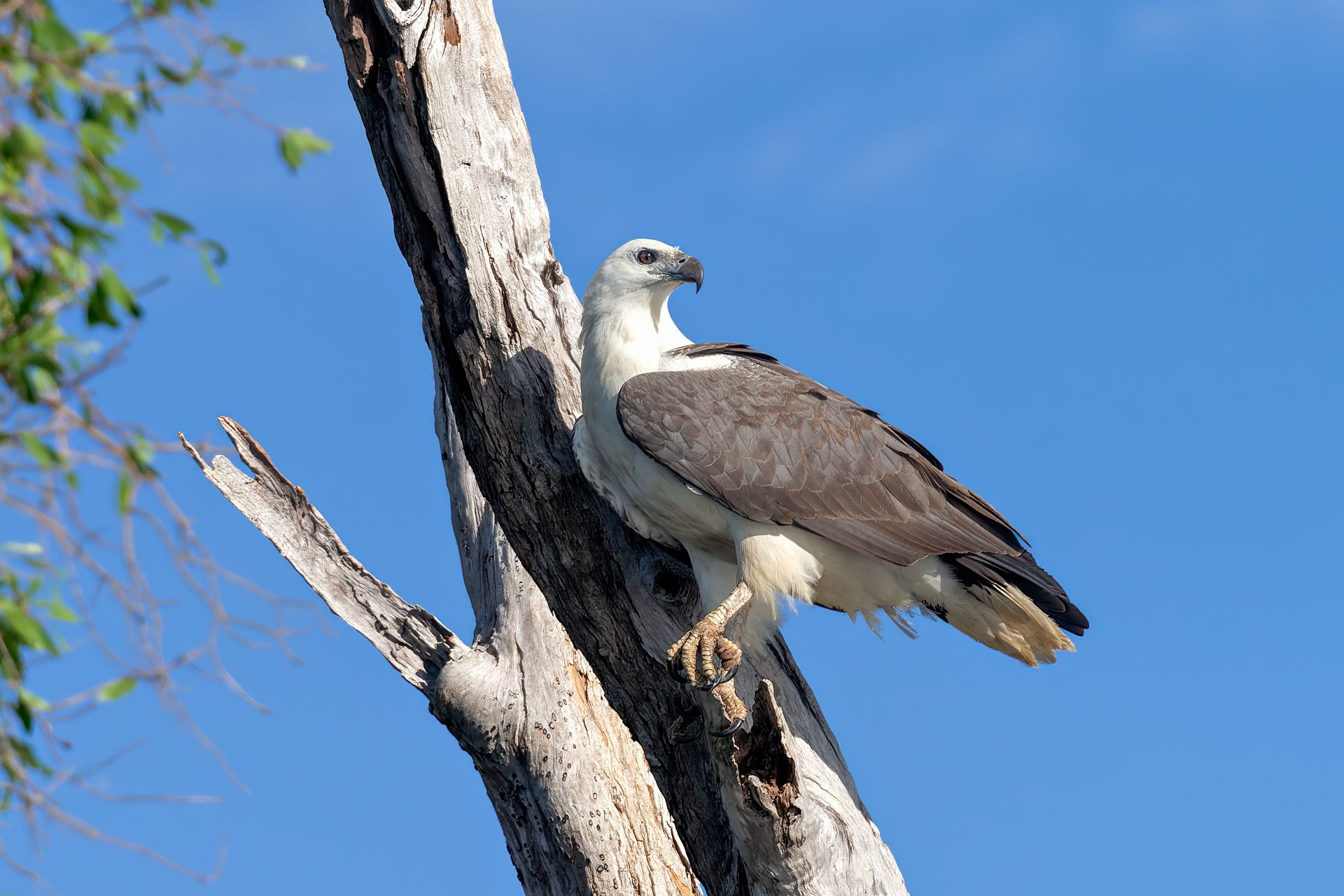Kakadu National Park - Bootstour im Yellow Water Billabong - Weißbauchseeadler